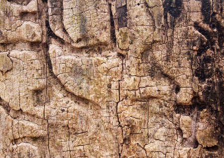 Closeup of old tree trunkの写真素材