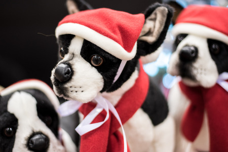 black & white dogsの写真素材