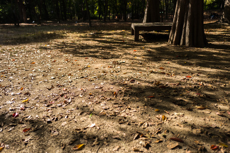 autumn leaves on the groundの写真素材