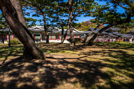 trees in changdeokgung palaceのeditorial素材