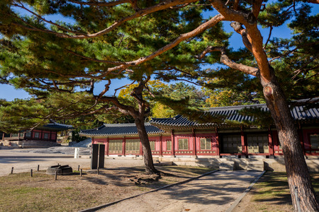 pine trees in changgyeonggung palaceのeditorial素材