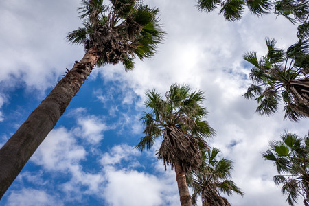 palm trees towering into the skyの写真素材