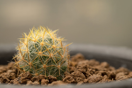 Close up baby cactus in the potの写真素材