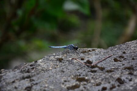 Dragonflyの写真素材