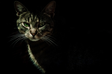 Cat in Shadowの写真素材