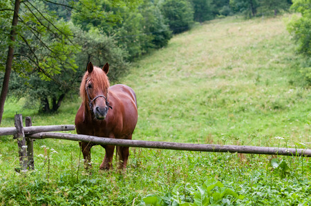 Portrait of brown horse on the green field.