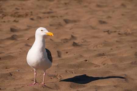 Evening view of seagull on beach.の写真素材