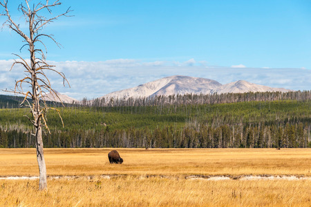 View of typical scene from Yellowstone National Park, Wyoming. Pasturing bison in front of mountain. Bison are common in Yellowstone and visitors came to contact with them quite offten.の写真素材