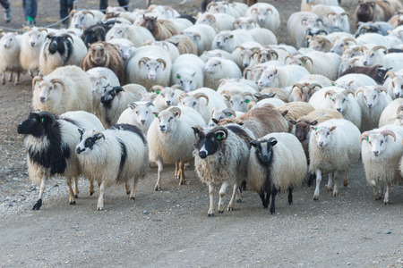 Traditional sheep gathering in Iceland.の写真素材