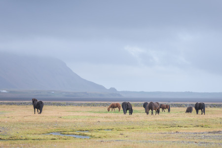 Icelandic Wild Horses in the Pastureの写真素材