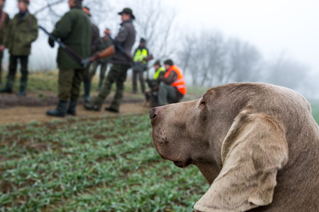 Hunting dog waiting to get command from gamekeeper.の写真素材