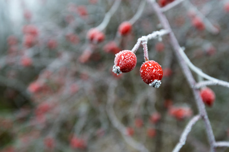 Close up view of frozen autumn berries. Shallow depth of field.の写真素材