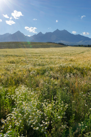Scenic view of High Tatras, Slovakia. Vertical shot of mountains landscape with grain fields in a front.の写真素材