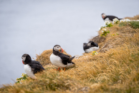 Atlantic Puffins (Fratercula arctica) in Latrabjarg cliffs, Iceland.の写真素材