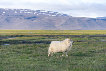 Icelandic sheep in front of mountains.の写真素材