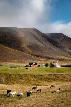 Scenic view of icelandic horses on a pasture in front of typical small farm surrounded by dramatic icelandic landscape.の写真素材