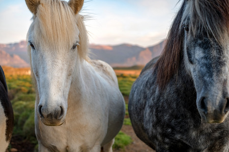 Portrait of wild icelandic pony in a late evening light.
