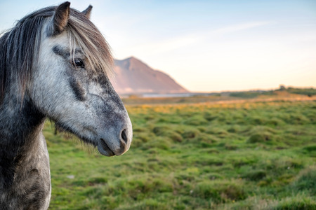 Portrait of wild icelandic pony in a late evening light.の写真素材