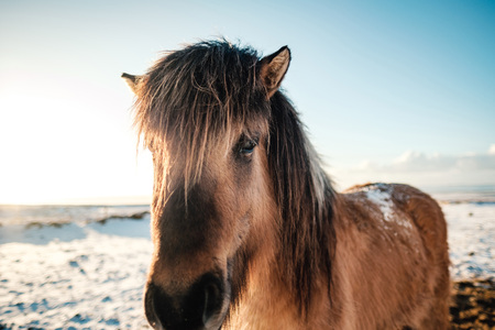 Typical Icelandic hairy horse grazing in snow blizzard.の写真素材