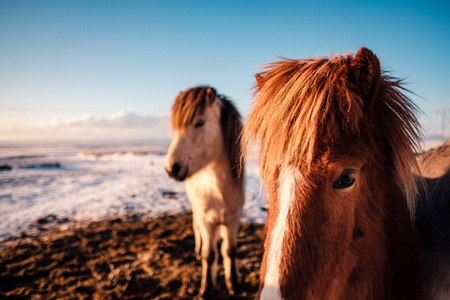 Typical Icelandic hairy horse grazing in snow blizzard. Iceland breed horse in wintertime in hard conditions snowy freezing winter at Iceland.の写真素材