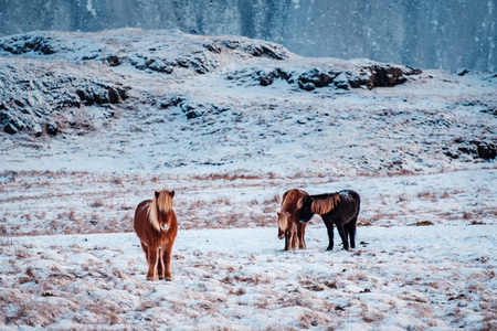 Typical Icelandic hairy horse grazing in snow blizzard. Iceland breed horse in wintertime in hard conditions snowy freezing winter at Iceland.の写真素材