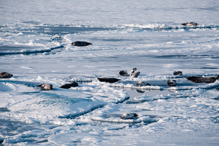 Gray seals relaxing and lying on ice sheet in the glacial lagoon Jokulsarlon in Iceland.の写真素材