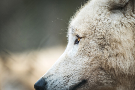 Portrait of Arctic Wolf (Canis lupus arctos) aka Polar Wolf or White Wolf.の写真素材
