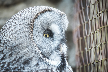 Close portrait of Great Grey Owl, Lapland Owl (Strix nebulosa).の写真素材