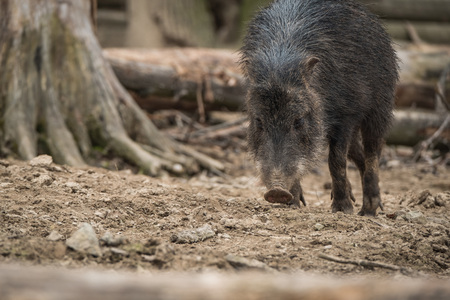 Close portrait of Collared Peccary (Pecari tajacu).の写真素材