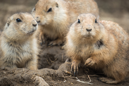 Close portrait of Black-tailed prairie dog (Cynomys ludovicianus).の写真素材