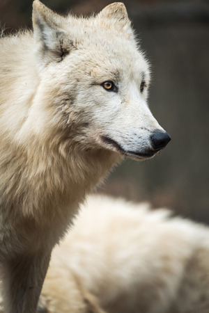 Portrait of Arctic Wolf (Canis lupus arctos) aka Polar Wolf or White Wolf.