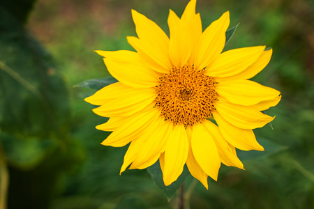 One closeup sunflower on green background.の写真素材