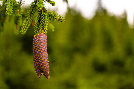 Pine cones branch view. Close up pine cones tree branch. Pine cones scene.