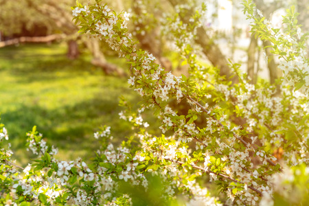 Beautiful tender tree blossom in sunny light, floral background, spring blooming flowers.