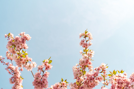 Beautiful tender tree blossom in sun light, floral background, spring blooming flowers