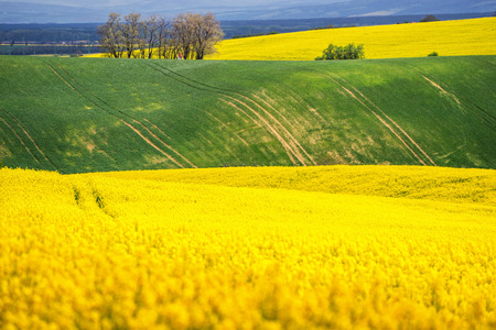 Scenic view of beautiful Moravian Tuscany landscape in South Moravia, Czech Republic.の写真素材