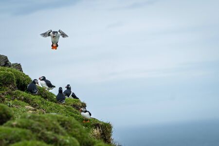 Many cute Atlantic Puffin (Fratercula arctica) are nesting in Mykines island, Faroe Islands.の写真素材