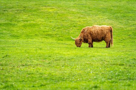 Green meadow with highland cattle, highland cow in Faroe Islands.の写真素材