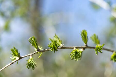 Green larch branch at spring. Close up of larch tree branch with green needles.の写真素材