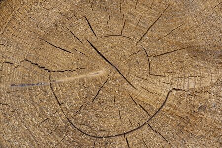 Closeup view of end cut wood tree section with cracks and annual rings.の写真素材