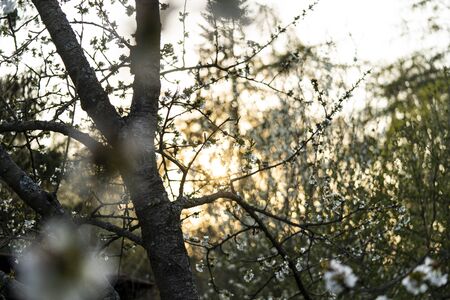 Beautiful tender tree blossom in morning purple sun light, floral background, spring blooming flowers	の写真素材