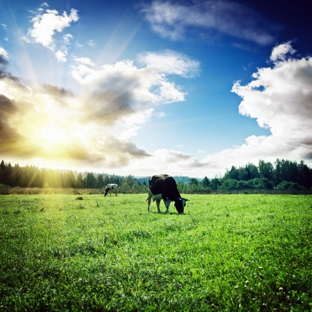 Pasture and clouds. Summer morning shotの写真素材