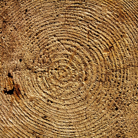 Bark wood texure  Years circlesの写真素材
