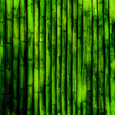 Bamboo texture. Green nature backgroundの写真素材