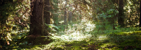Bokeh in forest