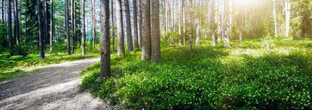 Forest road. Wild plants and trees backgroundの写真素材