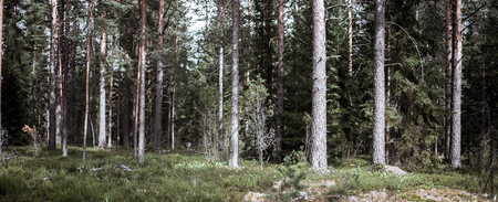 Wild trees in forest