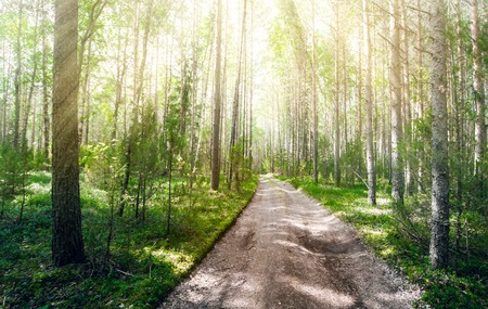 Summer roadの写真素材