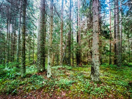Forest. Wild plants and trees