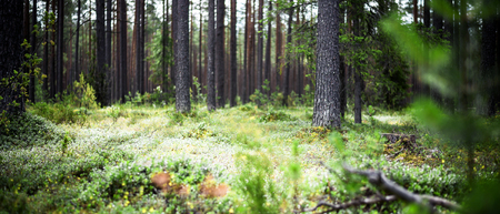 Summer forest jungle